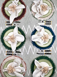 ‘The ZigZag’ Tablecloth - Sage